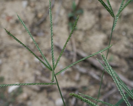 goosegrass 2jpg